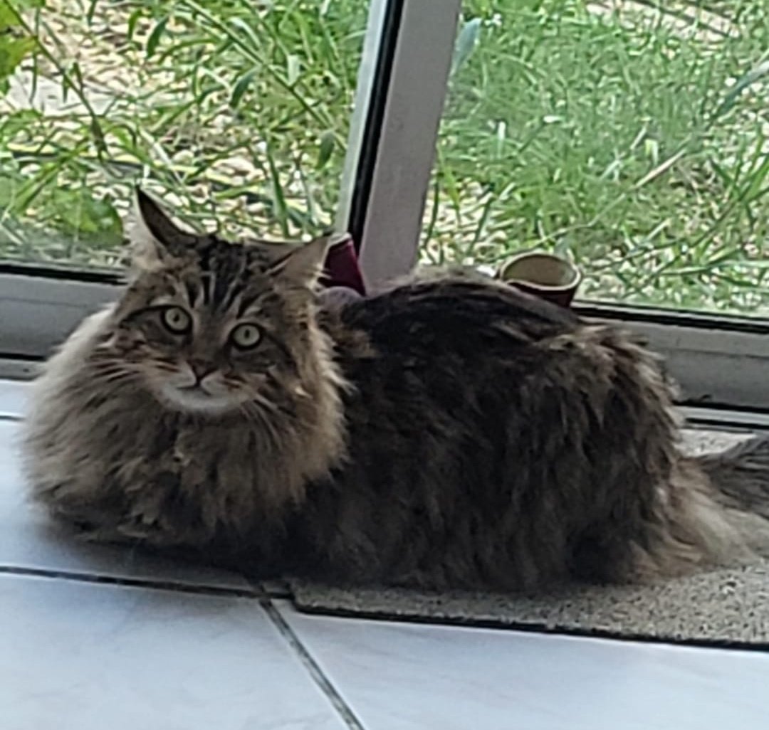 ✨ Schrödinger ✨ tweet media