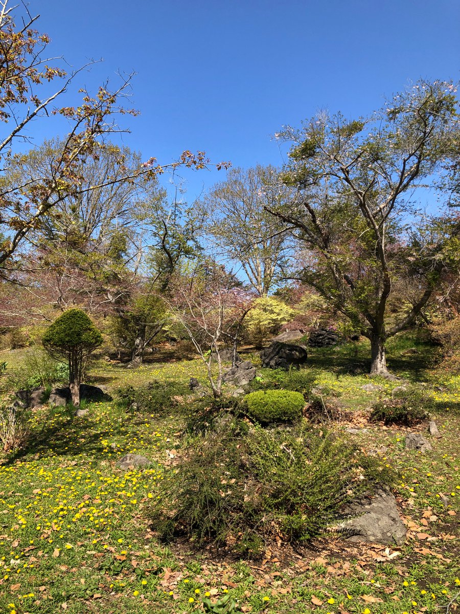 Cl_Oikawa's tweet photo. 所用で伊達へ。
帰りに寄った善光寺の桜は散ったあと😂
一部まだ咲いていましたね😀
#伊達　#登別 https://t.co/A4yw6lZCrc