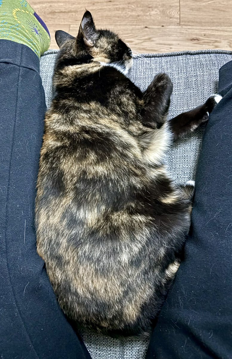 Gwenelope's tweet photo. Edu-cat chums - meat Fudge - allegedly quite shy…
Lordy what a purrrrrr she has
#petsitting #catsitter #imsomekindofcatcharmer 😻😽😺🐈🐈⬛ https://t.co/Gad1vfGV8s
