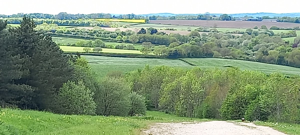 VONMONCHOFF's tweet image. Lovely walk around Silver Hill Trail with the Dogs this afternoon #TreeClub 🌳