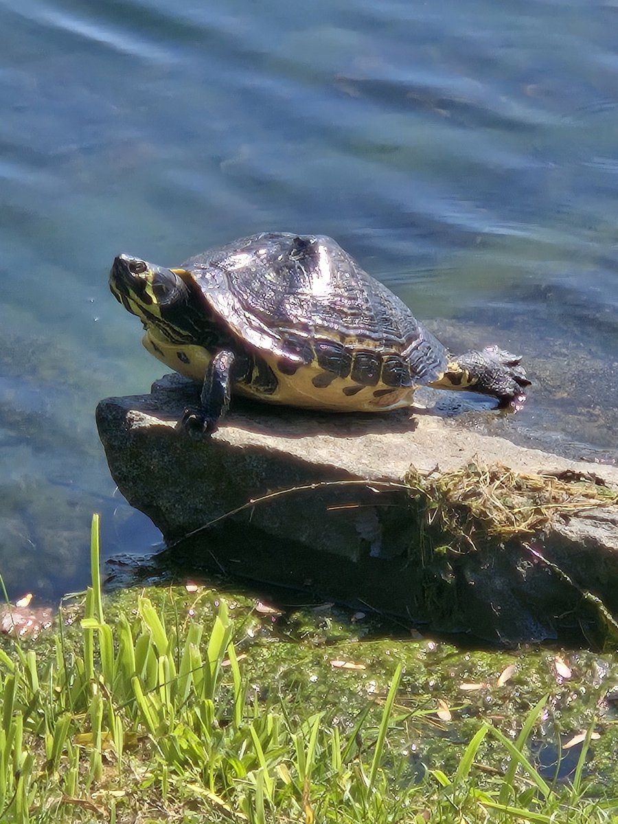 TT_C4's tweet photo. Turtles can banana/superman pose? https://t.co/Jwh5WjSmGe