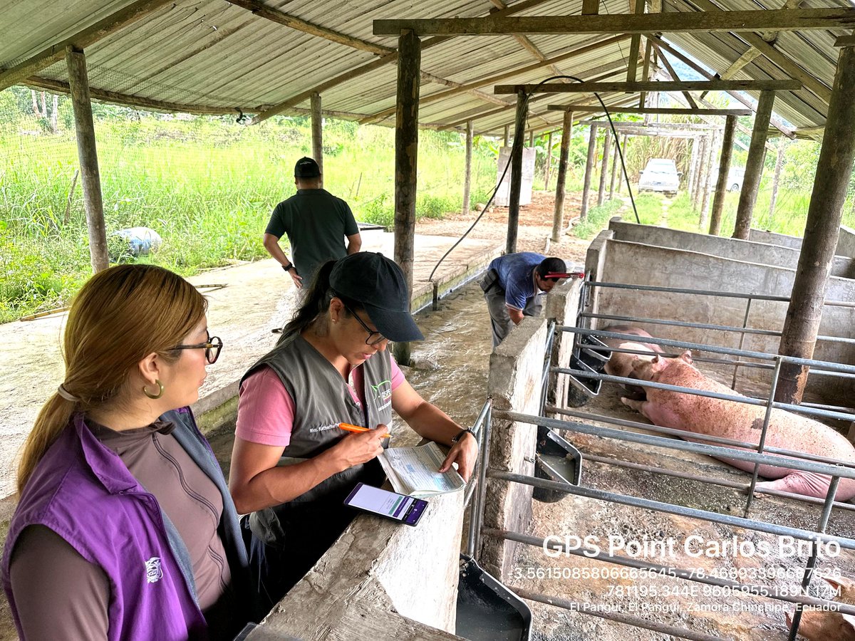 goberzamora's tweet photo. ✅ En los sectores #ValleDelQuimi, #ElQuimi, #Churuwia, #LasOrquídeas, #ManchinatzaAlto y el centro de #Tundayme, la Teniente Política Rebeca Belezaca, en coordinación con Agrocalidad, ejecutó la vacunación, manejo sanitario porcino y el areteo de los animales. https://t.co/MUgA03Ctsk
