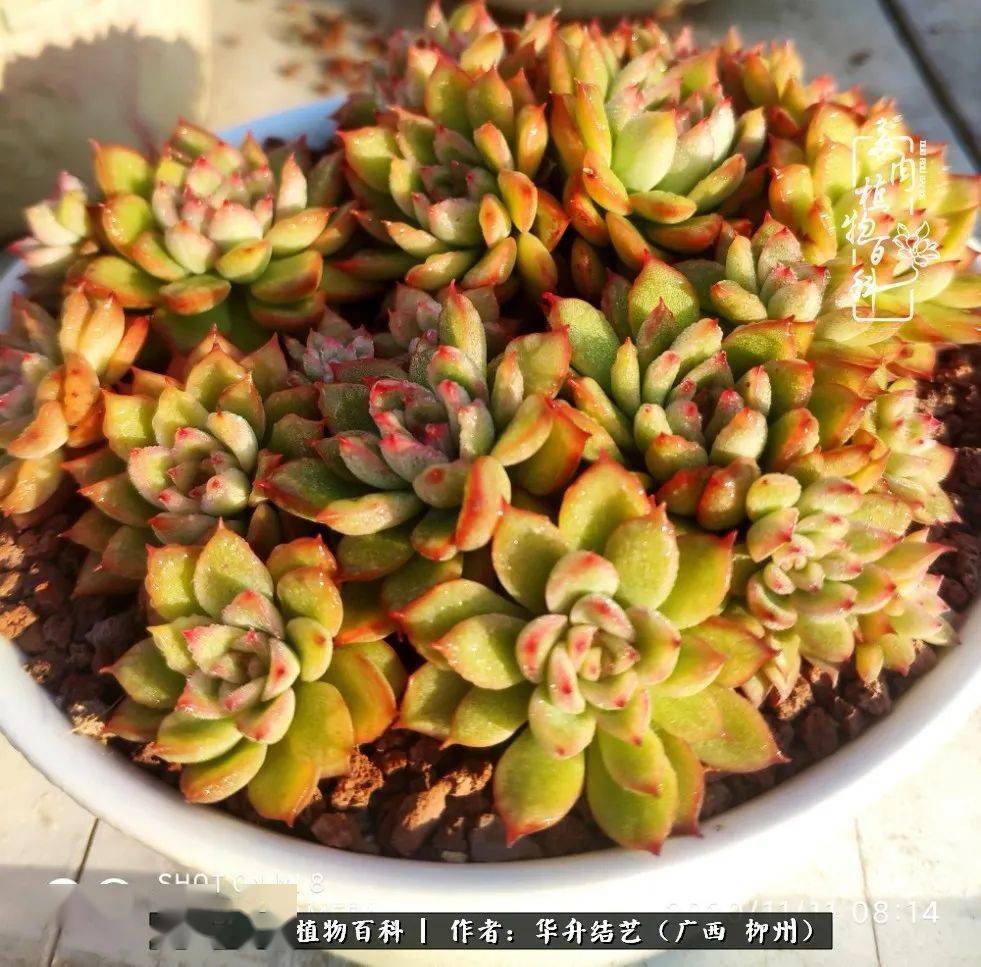 alanbrown38's tweet photo. DIY a cozy mini terrarium with succulents, pebbles u0026 a tiny figurine!  Grab a glass jar, layer pebbles (drainage!), soil, then arrange plants—add a cute charm for fun. Perfect desk decor that’s easy to make u0026 care for! #DIYCrafts #MiniTerrarium #HomeDecor https://t.co/5ZJN4jr1mn