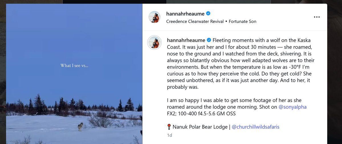 ChurchillWild's tweet photo. Hannah Rheaume Finds Her Wolf at Nanuk Polar Bear Lodge https://t.co/Npo5oyQBLC

Hannah Rheaume made her second trip to Nanuk Polar Bear Lodge this spring. This time, she found her wolf.

#ChurchillWild #ChurchilllWildSafaris #Wolf #Wolves #HudsonBay #WildlifePhotography https://t.co/75sHcBxg1P