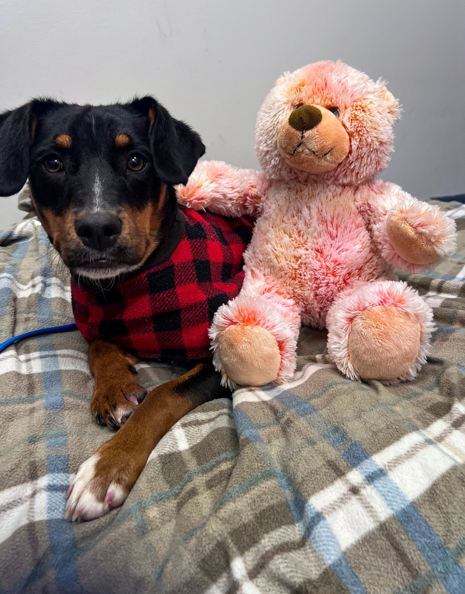 Humane Society of Missouri tweet media