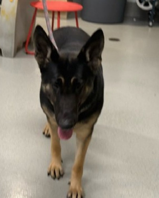 MorgFairsdogs's tweet photo. Kahrin 252161
Listed TBK 5/7
#NYCACC #RescueOnly 
A pretty 3 yr old girl
Overweight 
Has high level of fearfulness 
Easily startled
Backs away during leashing
Need exp all adult home 
Save Kahrin!
https://t.co/XwNrXUaek4
#Pledge4Rescue #foster #adopt https://t.co/Ihv9E6cIpJ