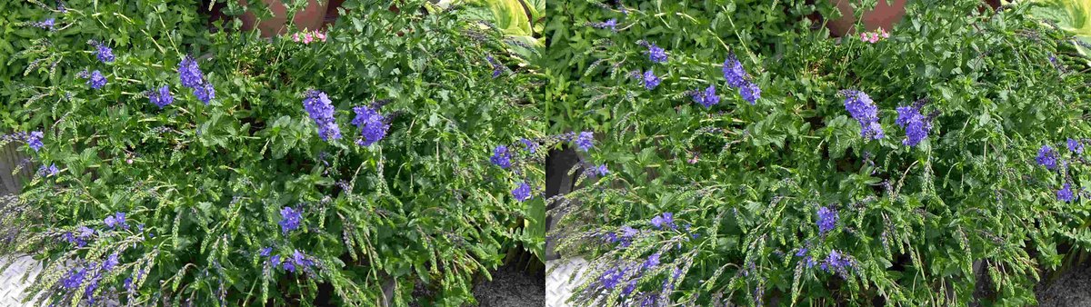 a2Jybqr9n3xzQqi's tweet image. 近隣徘徊（１９）
#3D, #立体視, #花, #立体写真, #ステレオ写真,
#stereoscopic