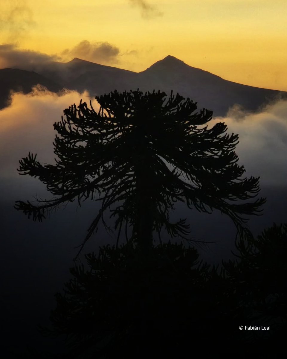 Fundación Reforestemos tweet media