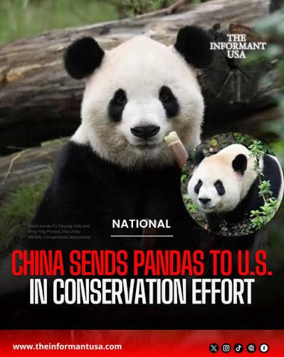 Ping Ping and Fu Shuang tweet media