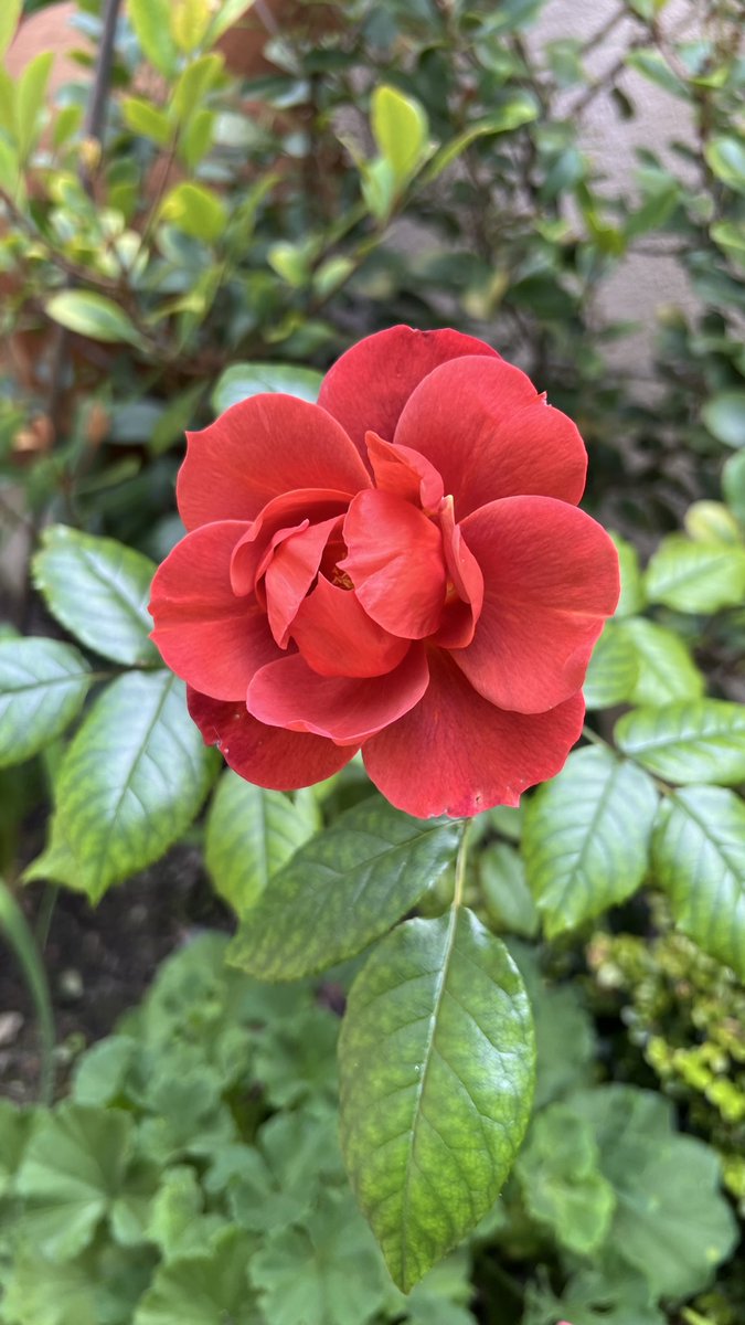 L0uis3B's tweet photo. #Red β€οΈ
#NewBloom
#LuciasGarden πͺ΄ https://t.co/vkmHo5fPQL