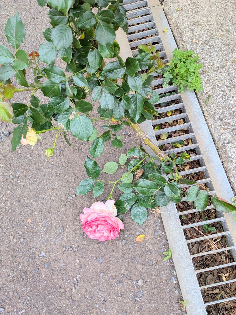 ピエール・ド・ロンサール
大嵐でボロボロ
でも凄まじい蕾の数
一番花は色が濃くて二番三番と色が白くなってくの
寝転んで咲いてる子がいる
(˶ᵔᵕᵔ˶)🌹
 #ガーデニング