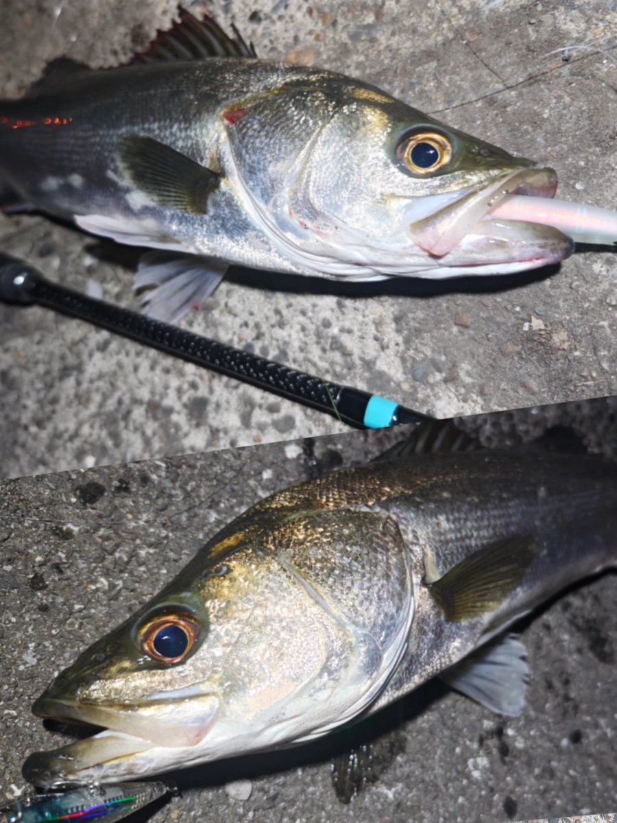 N4oNagashima's tweet image. GW最後の深夜釣行
表層を探るもは無反応だったのでフォローでソラリアを入れるとバイト、40UPをキャッチ😏
続かないので場所を移動し、ガルバ64Sで表層を探ると水面爆発💥
久々の良型60UPを追加😆
こんな感じで2キャッチで納竿しました

#DAIWA #morethan
#ガルバ #GALVA64SLI
#ソラリア #SOLARIA70F