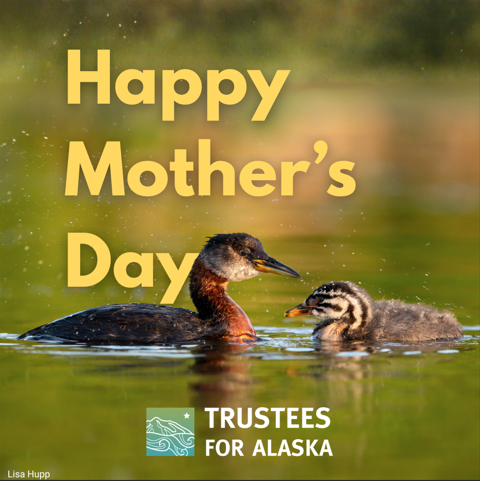 Trustees for Alaska tweet media