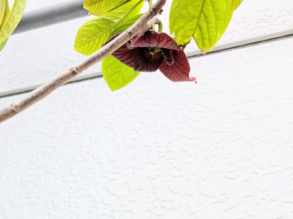 カリブラコアも一年草って言われてるけど何年も咲いて梅雨が終わる頃にはブーケみたいになる
ポポーに初めて花が咲いた
15年くらい ただ生きてるだけの木だったのに˶>ᴗ<˶
1本だから実はならないかもね
ちっちゃい花〜環境が合ってないのかなぁ
 #ガーデニング