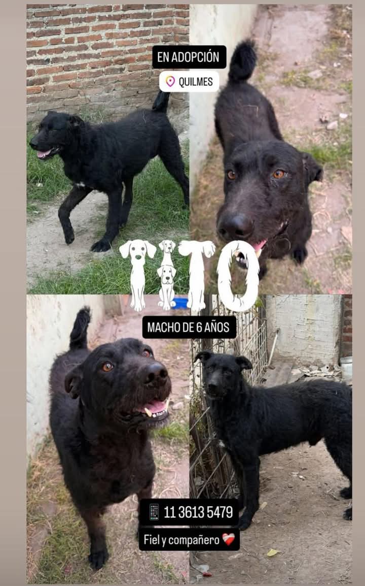 A AYUDAR A TITO, BELLÍSIMO MOROCHO, para que PRONTO ENCUENTRE UNA CASITA, EL CUIDADO RESPONSABLE Y EL AMOR DE UNA FAMILIA!!!🙏😉💞🏡💓💖  Desde ya, muchas gracias!!!🐶🤗❤️ #Quilmes #Adopción #AdoptaNoCompres #AdoptarSalvaVidas