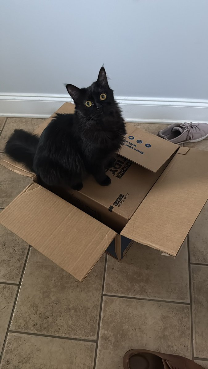 ChrostowskiKyle's tweet photo. Dear @Chewy ,

Can we go back to the way these used to be delivered, why is there a box in a box now. I wanna know what Karen complained. -_- because it’s annoying and such a waste. Sincerely, Kyle &amp; Nim #purina #tidycat #Chewy #wasteful #uselessmaterials https://t.co/zhR9DkxP6k