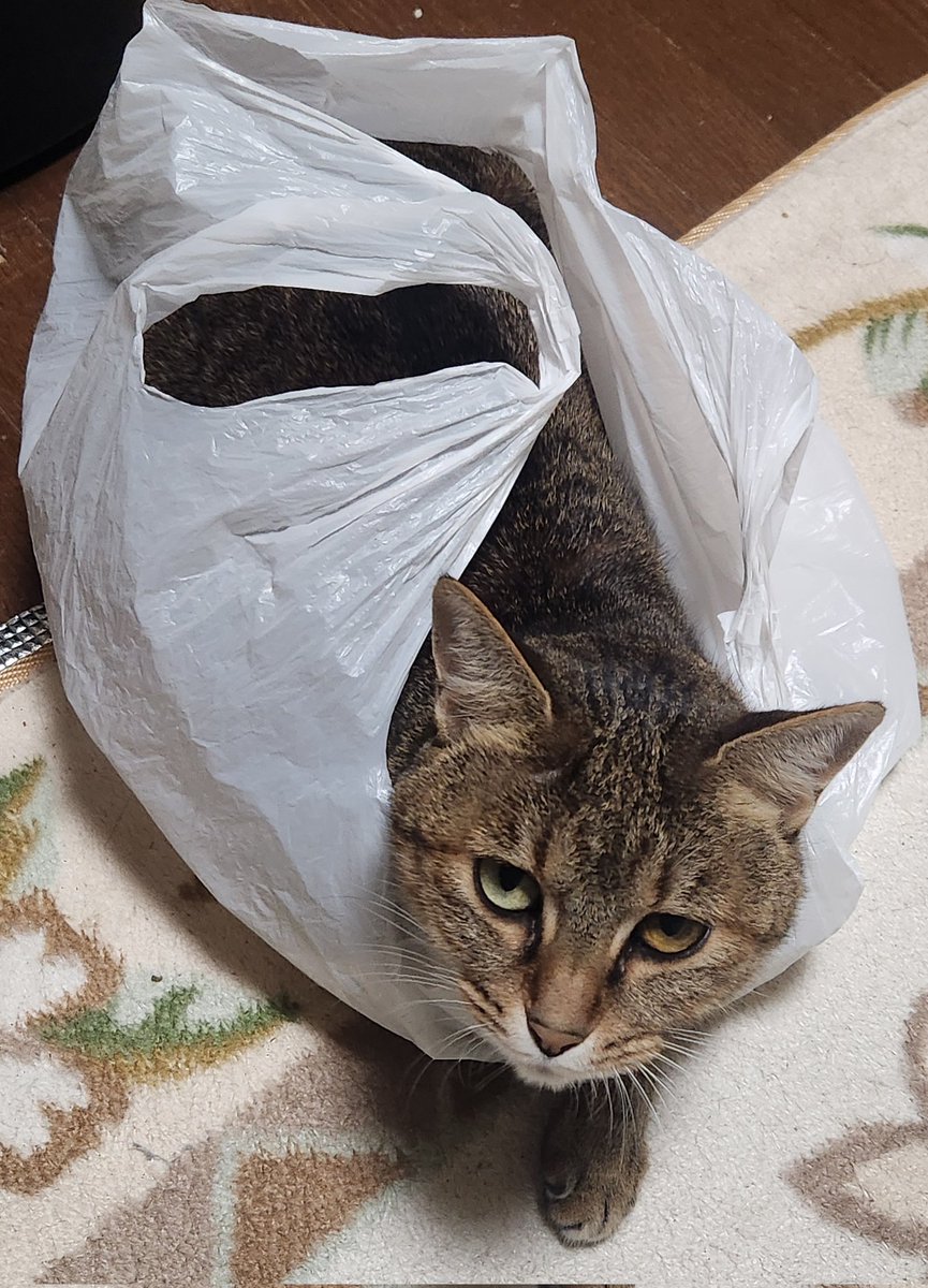 Chinkoro_chan's tweet photo. ヤカラ猫が車に轢かれてた…。
一昨日の晩から見てなくて暖かくなったら帰ってこない日もあったからまた何処かでゆったりしてるんだろうと思ってたら…。今朝母が探しに行ったみたいで家の坂下った道で鼻血出して倒れてた…。
苦しまずに逝けてたらいいんだけどな…。
ばいばいノラちゃん https://t.co/bRT1N7G449