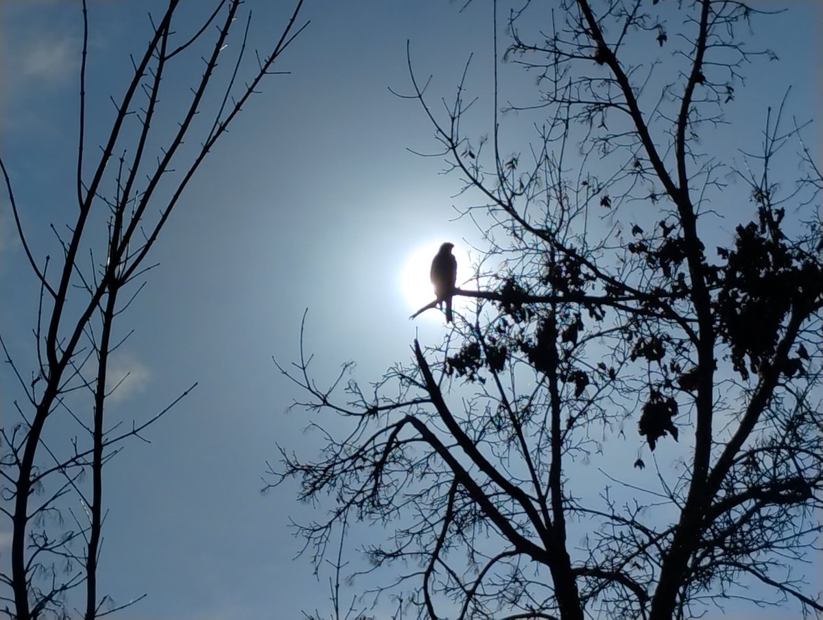 karltortellini's tweet photo. @willmenaker I got red tail hawks so thick they block out the sun. #Lakers https://t.co/1xOb4jBv8K