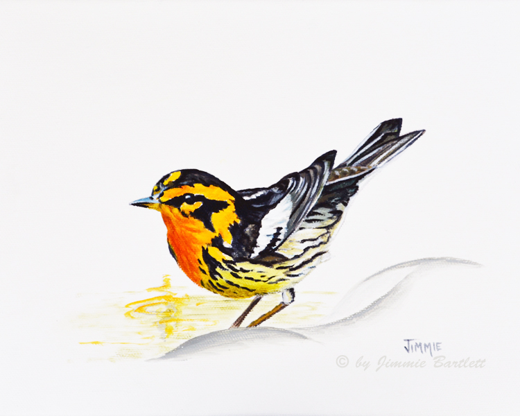 jimmiesart's tweet photo. Black Burnian Warbler, prints of original painting https://t.co/5GwZssbJj9 via @jimmiesart https://t.co/uC4ZD8tcdf