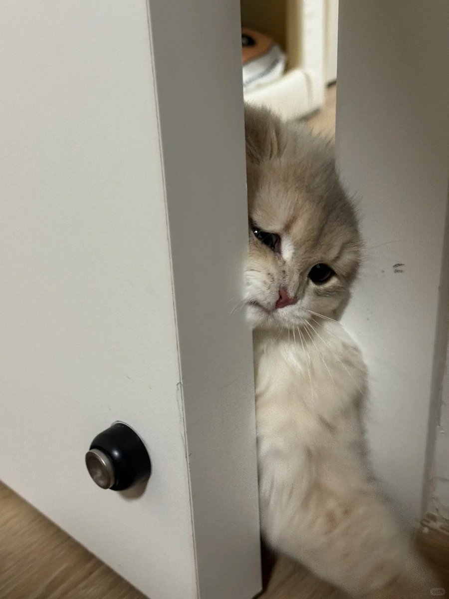 Cat 🐈 tweet media