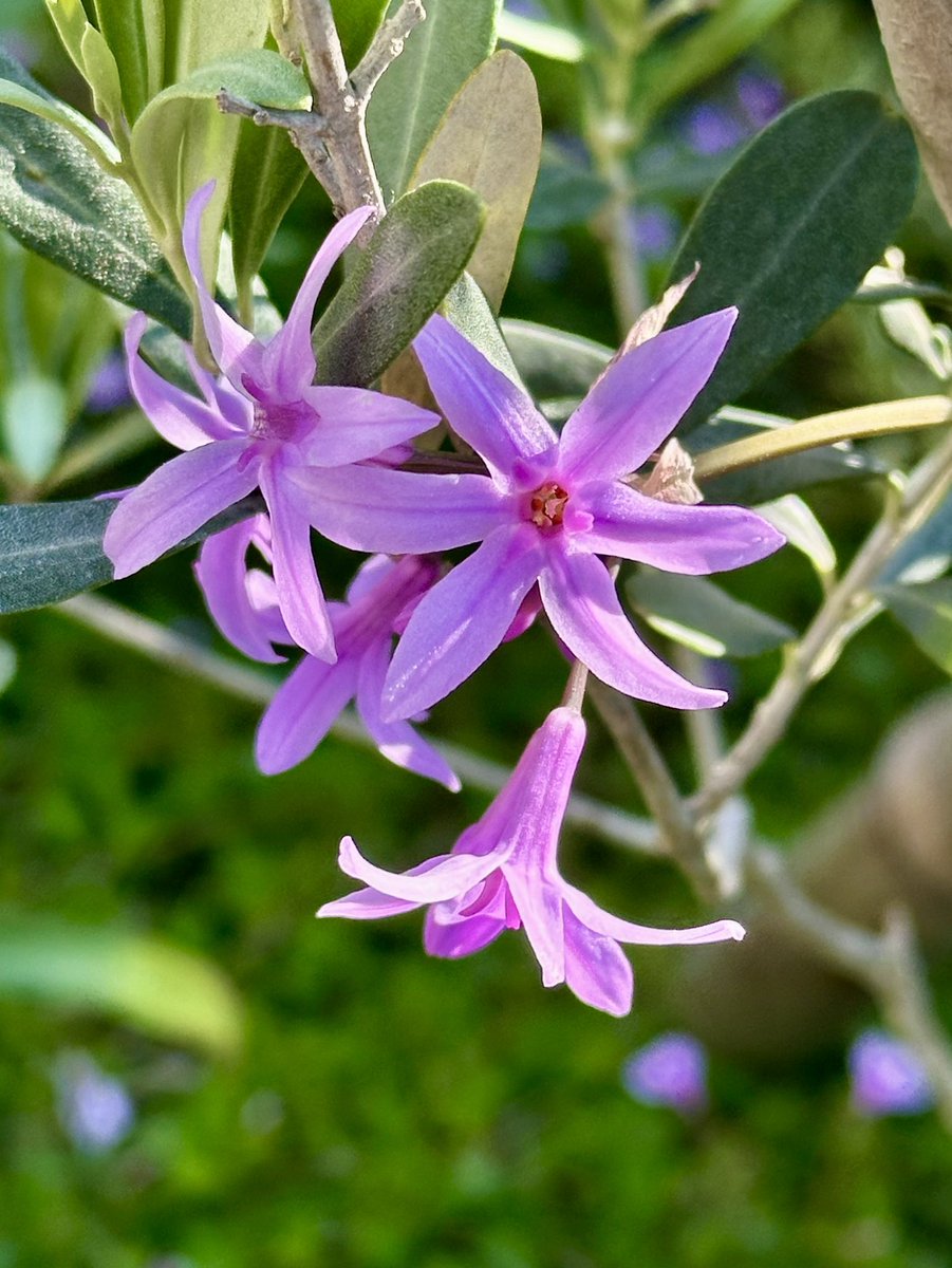 ツルバキア
和名ルリフタモジ（瑠璃二文字）。径約2cmの淡紫色の6弁花。ヒガンバナ科ツルバキア属。
Society garlic (Tulbaghia violacea) #flowers #fleurs