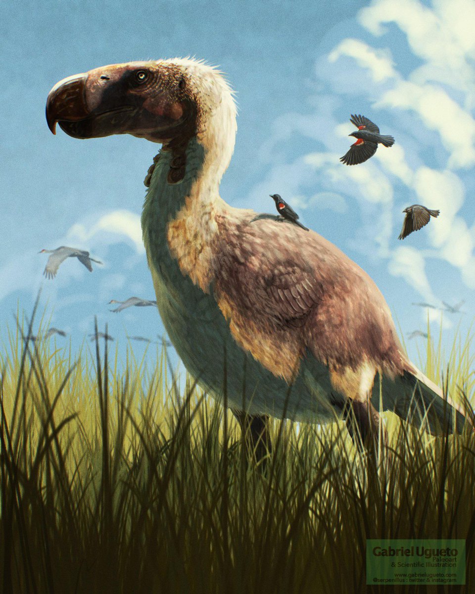 ausar_the's tweet photo. It needs to be realized: by the time Titanis went extinct about 1.8 Ma, it was in North America for >3 million years. To put this into perspective, felids first appear in South America's fossil record in the Ensenadan (at earliest 1.95 Ma). https://t.co/f5uEqWgOrm