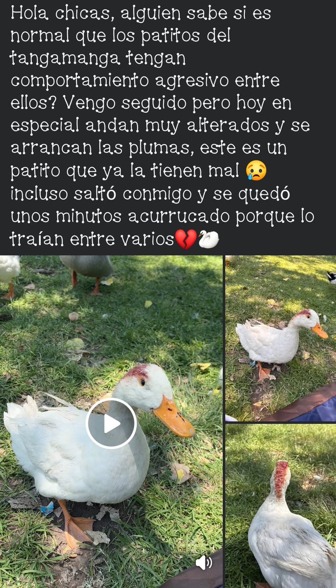 🇲🇽 tweet media