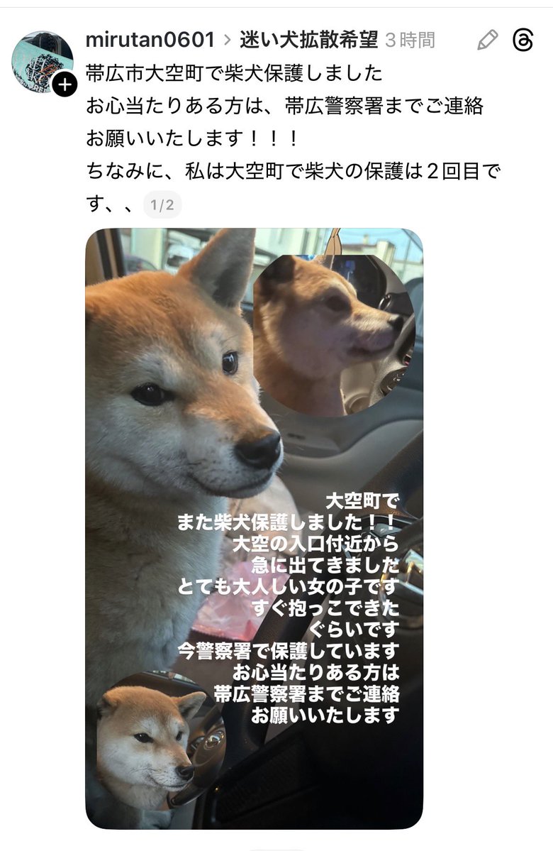 北海道＊保健所＊里親募集 tweet media