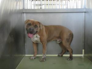 🆘️保健所収容情報です｡

岡山県動物愛護センターに収容されているオスの雑種犬になります。皆さまのご協力宜しくお願い致します。 
pref.okayama.jp/page/859555.ht…