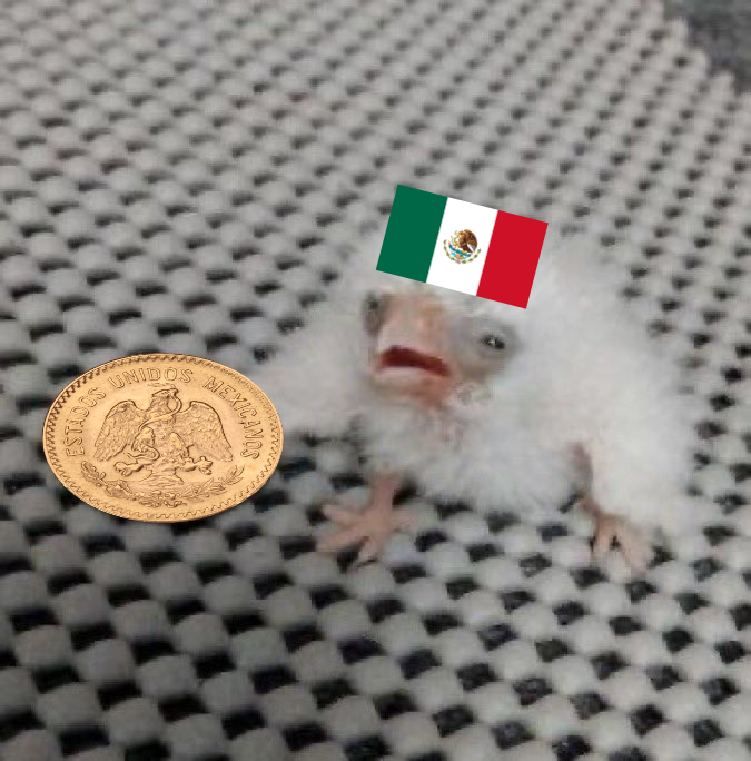 Quetzu Solscale 🐉🪽 【VAllure】 (@quetzusolscale) on Twitter photo 