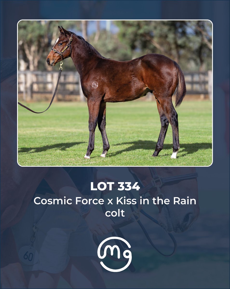 Mullaglass Stud tweet media