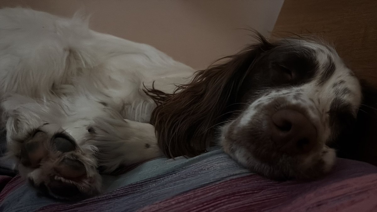 awkwardsinead's tweet photo. Of course my dog jumps on my knee 5 days after having surgery on it 😭he needed to give me a cuddle I don’t blame him seen as he can’t sleep in my bed rn 💔 https://t.co/JquG50he5O