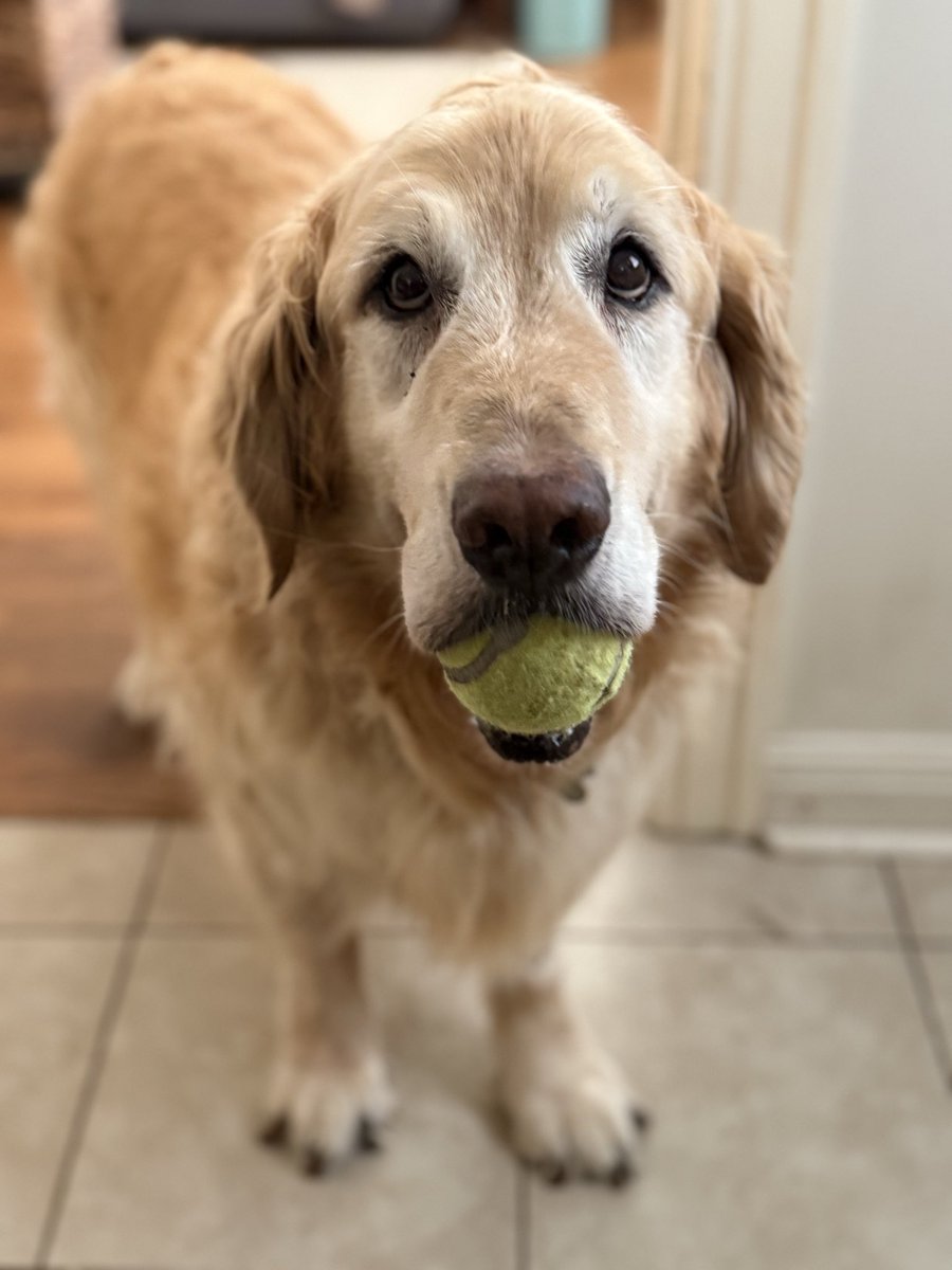 _The_Real_Duke's tweet photo. BALLIE. IS. LIFE. 
Nan’s pizza is also life. 
So are Fat Angie’s freeze dried minnows. 
So is dog kibble. 
So is chicken and rice. 

Safe to say the steroids continue to steroid. 🤣 We are taking the good days while we have them. �� https://t.co/Fob880TM7i