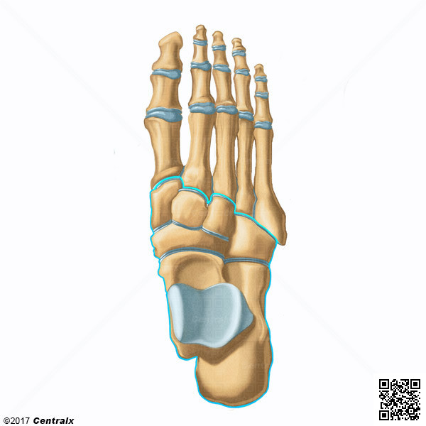BulasMed's tweet photo. Nova ilustração no Atlas do Corpo Humano: Ossos do #Tarso! 📚 #Anatomia

Os sete #ossos que formam o tarso: calcâneo, tálus, cubóide, navicular, e os cuneiformes externo, médio e interno.

https://t.co/eRuNcMfSND https://t.co/osq2hSBkMj