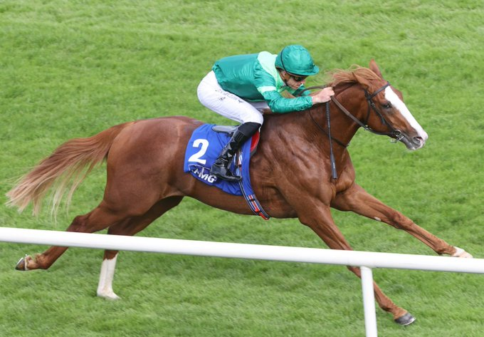 #Hipismo ¿UNA NUEVA ESTRELLA? Aquí tienen a BENVENUTO CELLINI 🇮🇪 hijo del campeón FRANKEL que reaparece mañana en el #ChesterVase (Gr.3) de 2.400 metros, con la mira puesta en el #EpsomDerby RYAN MOORE y AIDAN O´BRIEN son las conexiones de este potro que promete bastante.