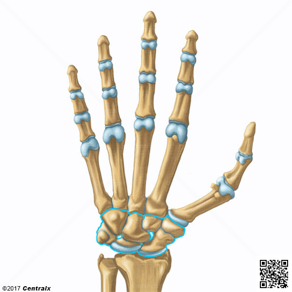 catalogomed's tweet photo. Nova ilustração no Atlas do Corpo Humano: Ossos do #Carpo! 📚 #Anatomia

Os oito #ossos do punho.

https://t.co/SlzEFKetir https://t.co/wZ1UhjH7vW