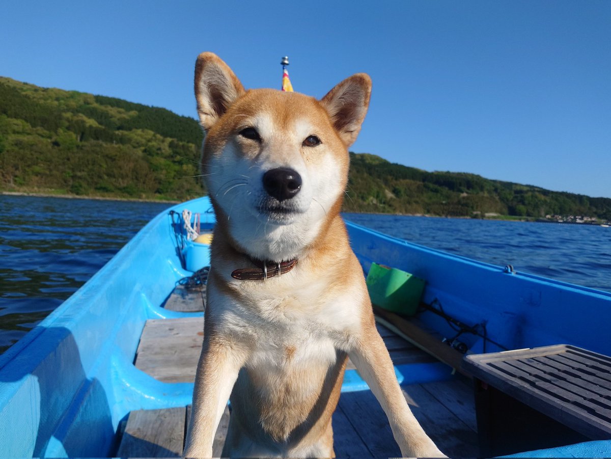 梶井照陰と柴犬ハナ tweet media
