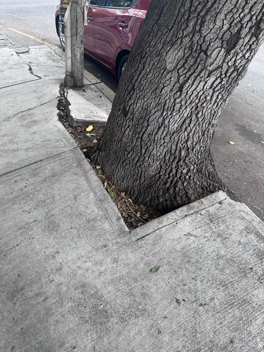 magalaaa3's tweet photo. Nos pueden ayudar en venir y valorar este árbol, en Col.Sector Popular, calle sur 97 esquina Alfonso toro, las raíces ya están afectando las entradas de los estacionamientos y entrada al edificio @Alc_Iztapalapa @SGIRPC_CDMX https://t.co/es5sKv5cbM