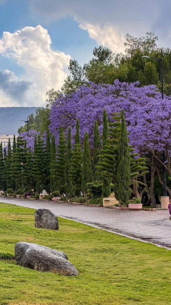 MadeInSaud_i's tweet photo. Abha 💜🇸🇦 https://t.co/lCUfFTKCfI