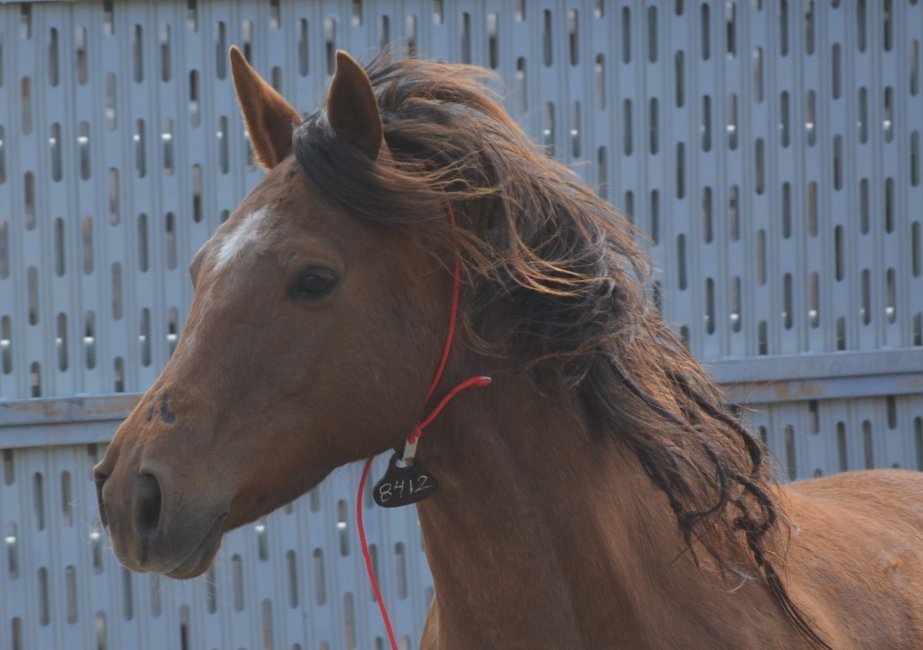 BLM Wild Horse & Burro Program tweet media