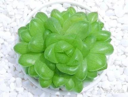 Alysia1010's tweet image. DIY Mini Succulent Terrarium! Grab a jar, pebbles, soil, succulents u0026 a tiny decor. Layer, plant, spritz—done! Perfect for desks/ windowsills. Tag us your creations!  #DIYCrafts #SucculentLove