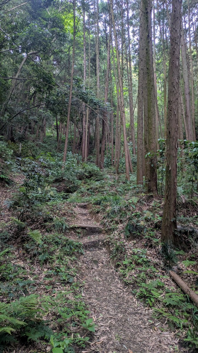 食べノリ®︎＠飲むために山登ります🏔 tweet media