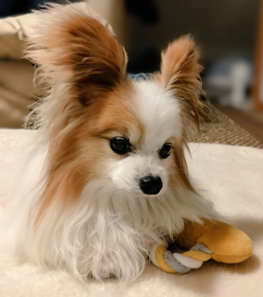あお♂パピヨン2.3kg（さくらい社労士FP事務所のスタッフ🐶） tweet media
