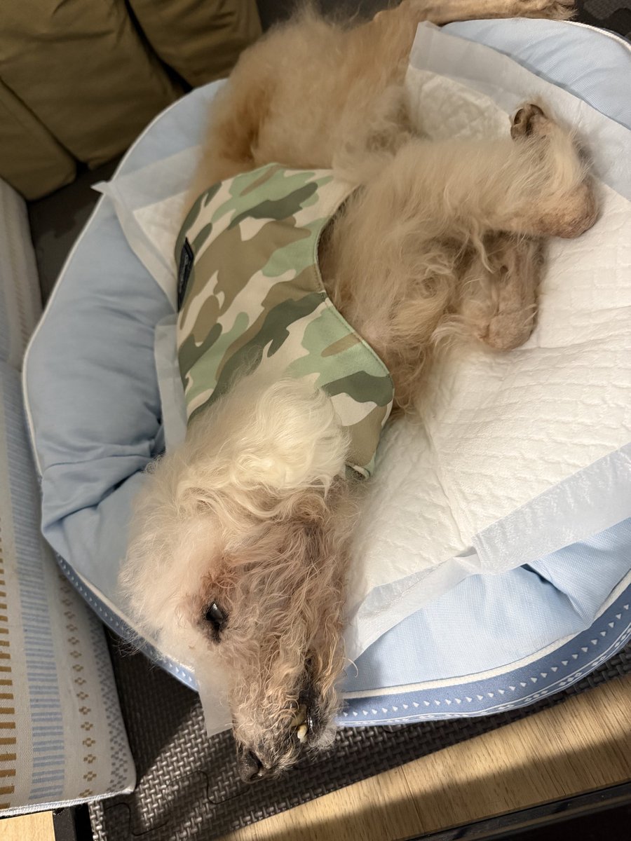 土師理恵子 tweet media