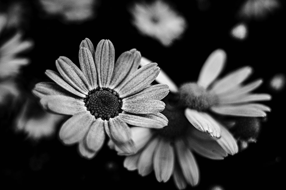 NKJ_CameraLife's tweet photo. 今日あさ
お散歩写真

#iGR3 #snap #monochromethe 
road is life. https://t.co/lm38SzaxhU
