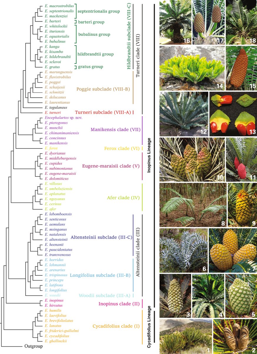 JournalSysEvo's tweet image. 🪟Like a window into the past!
✅Molecular and morphological phylogenomics
✅Biogeographic reconstruction
✅Speciation rate analysis...
...decode the impact of #ClimateChange on species diversification in Encephalartos.
🔗doi.org/10.1111/jse.70… @WileyEcology #PlantSci #JSE