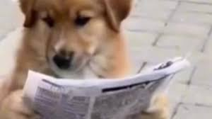 Reshirocoot tweet media