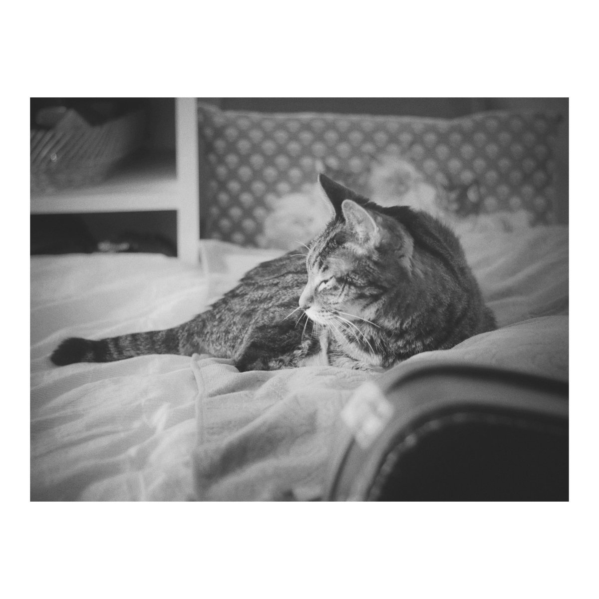 uu_np8's tweet image. A calm afternoon after the rain
#cat #photography #monochrome #classicmono