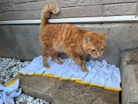 🆘️保健所収容情報です｡

千葉県動物愛護センターに収容されているオスの雑種猫になります。皆さまのご協力宜しくお願い致します。 
pref.chiba.lg.jp/aigo/pet/inu-n…