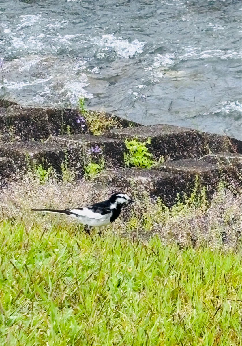 Pipichan🕊️🤍🖤